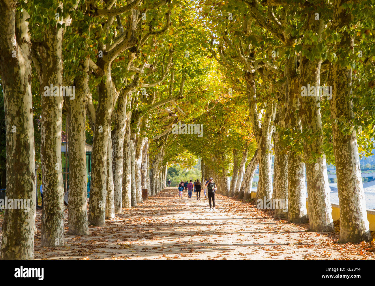 a tree lined path in coimbra Stock Photo