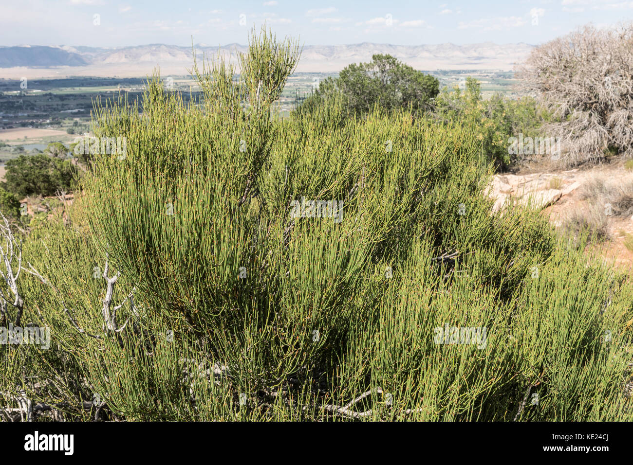 Mormon Tea Bush (Ephedra), Desert Southwest, USA Stock Photo