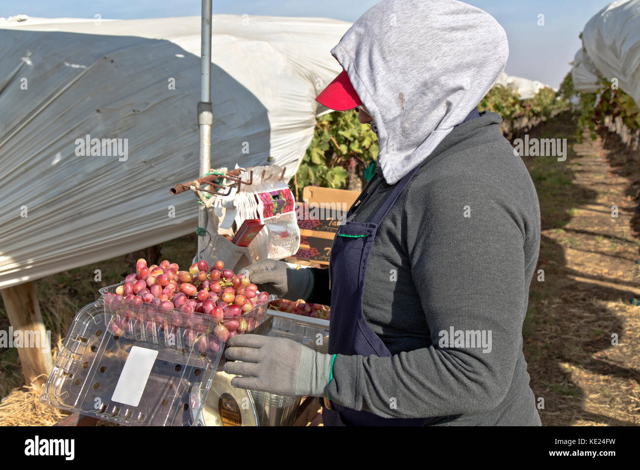 Field worker (female) weighing & packaging harvested  Red Seedless Table Grapes 'Crimson' variety  'Vitis vinifera't, rows of grape vines are covered  Stock Photo