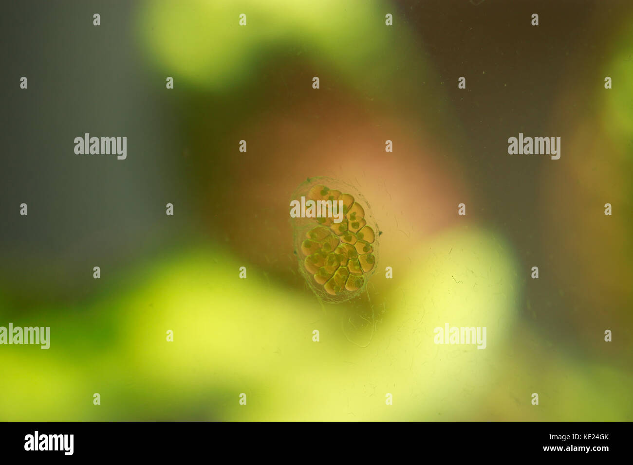 Snail egg cluster stuck on side of home aquarium against green