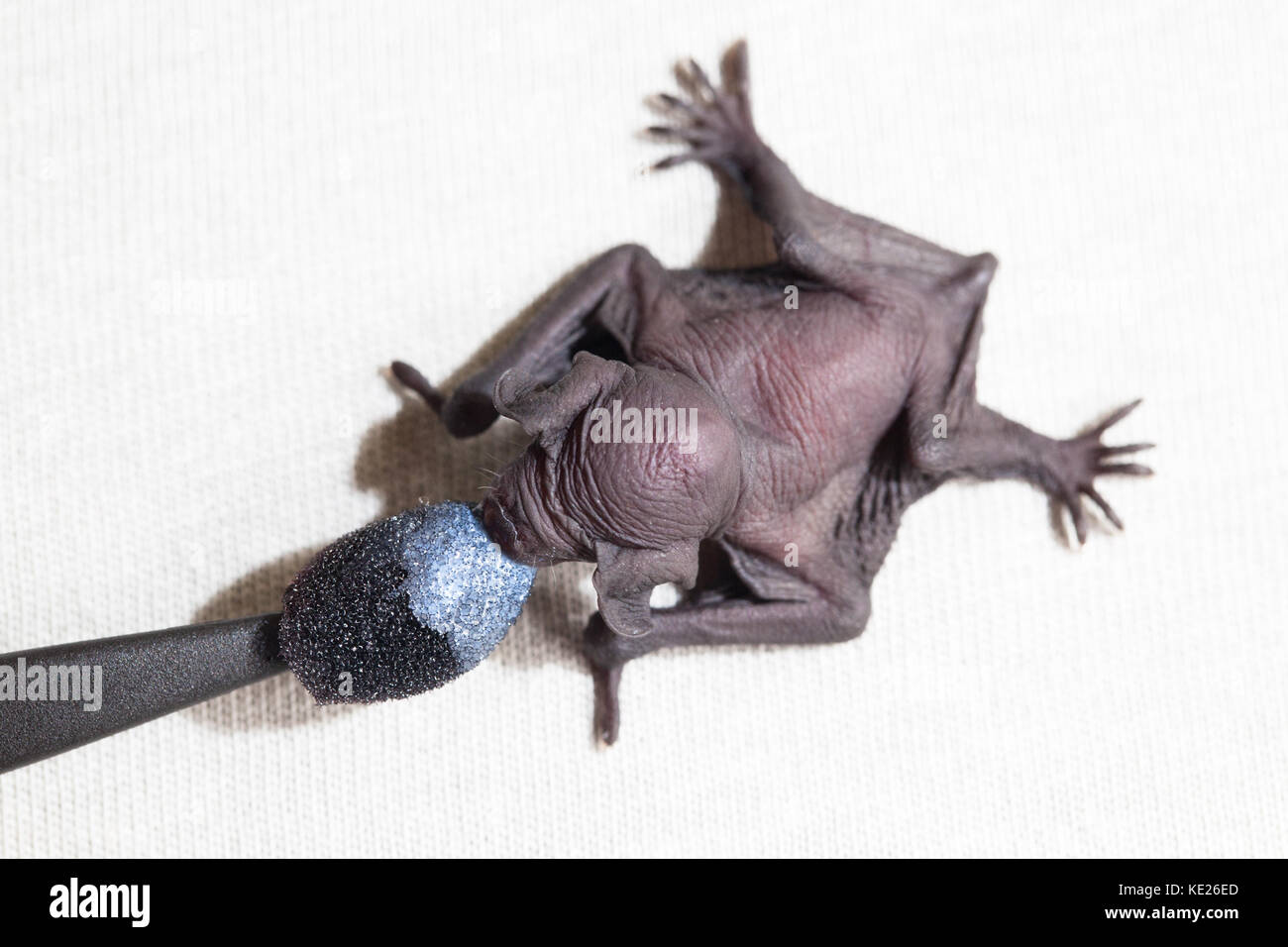 Eastern Long-eared Bat (Nyctophilus bifax). Orphaned baby in care