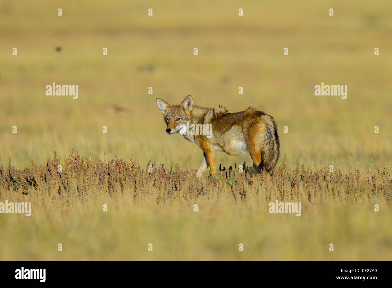 Coyote Canis latrans Chaco Culture National Historic Park, Nageezi, New Mexico, United States 19 September 2017       Adult with Horned Larks (Eremoph Stock Photo