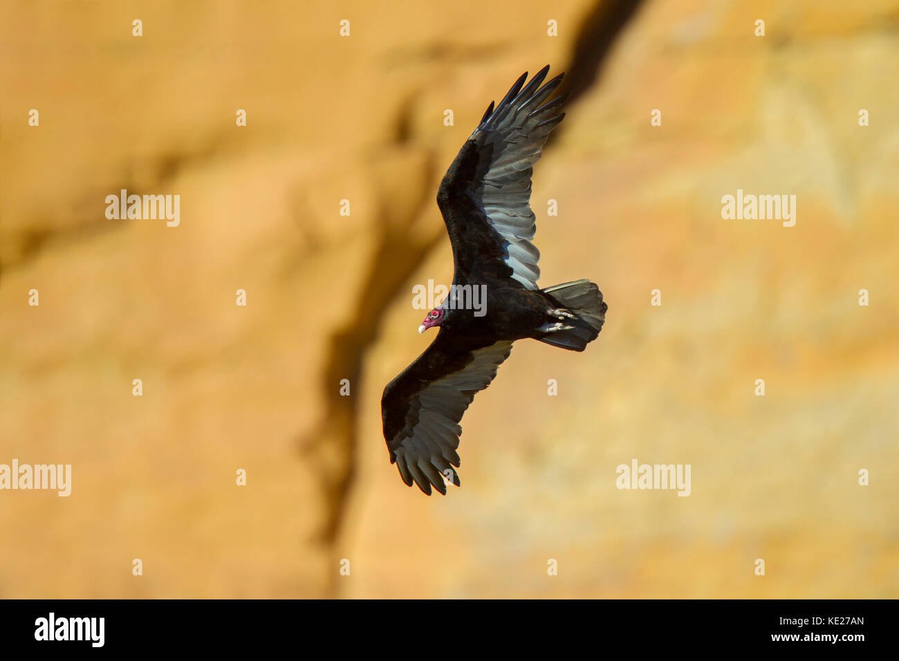 Turkey Vulture  Cathartes aura Chaco Culture National Historic Park, Nageezi, New Mexico, United States 19 September 2017      Adult if flight.        Stock Photo