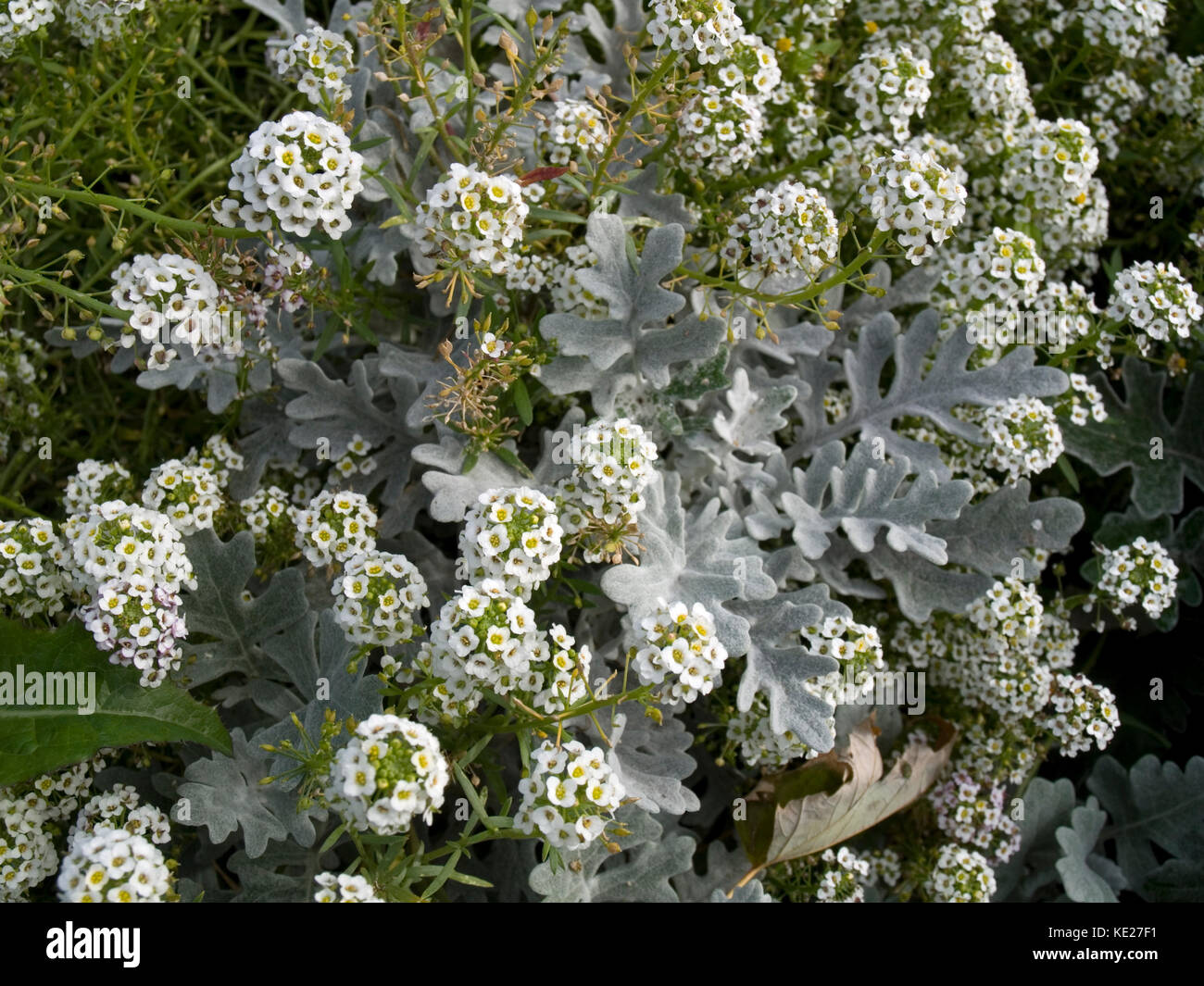 Silver Alyssum High Resolution Stock Photography and Images - Alamy