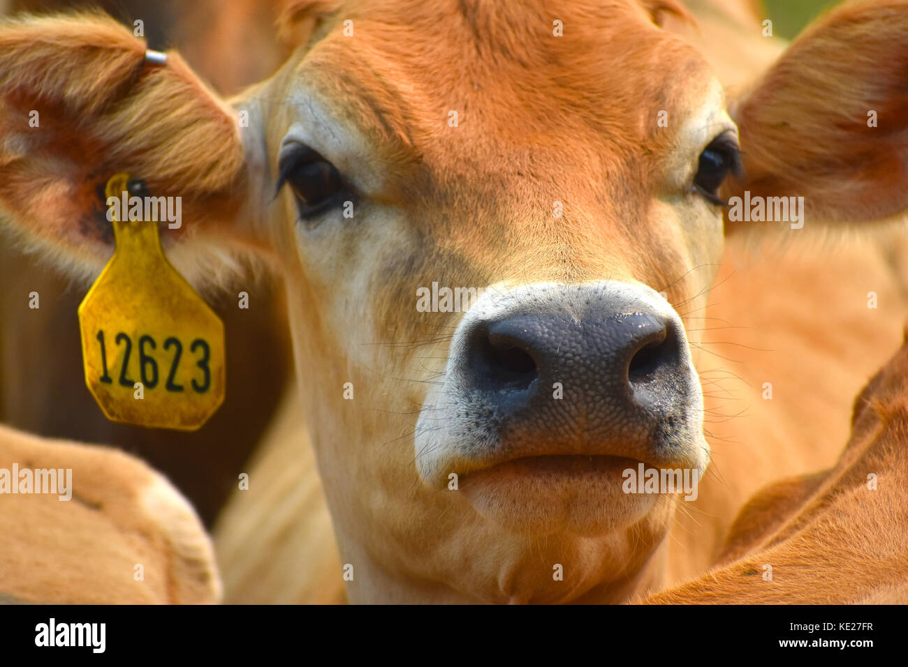 Cow closeup with identification tags in the ears. Stock Photo