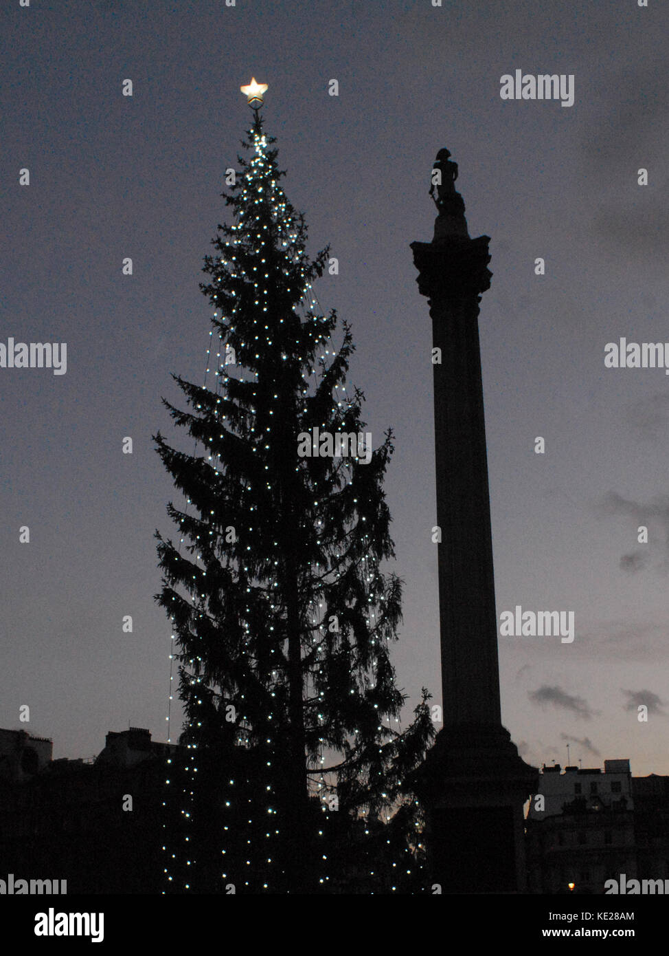 United Kingdom, London, Trafalgar Square, Christmas Tree, Annual Gift from Norway Stock Photo