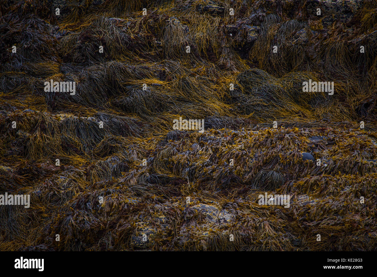 Backgrounds and backdrops - seaweed. Stock Photo
