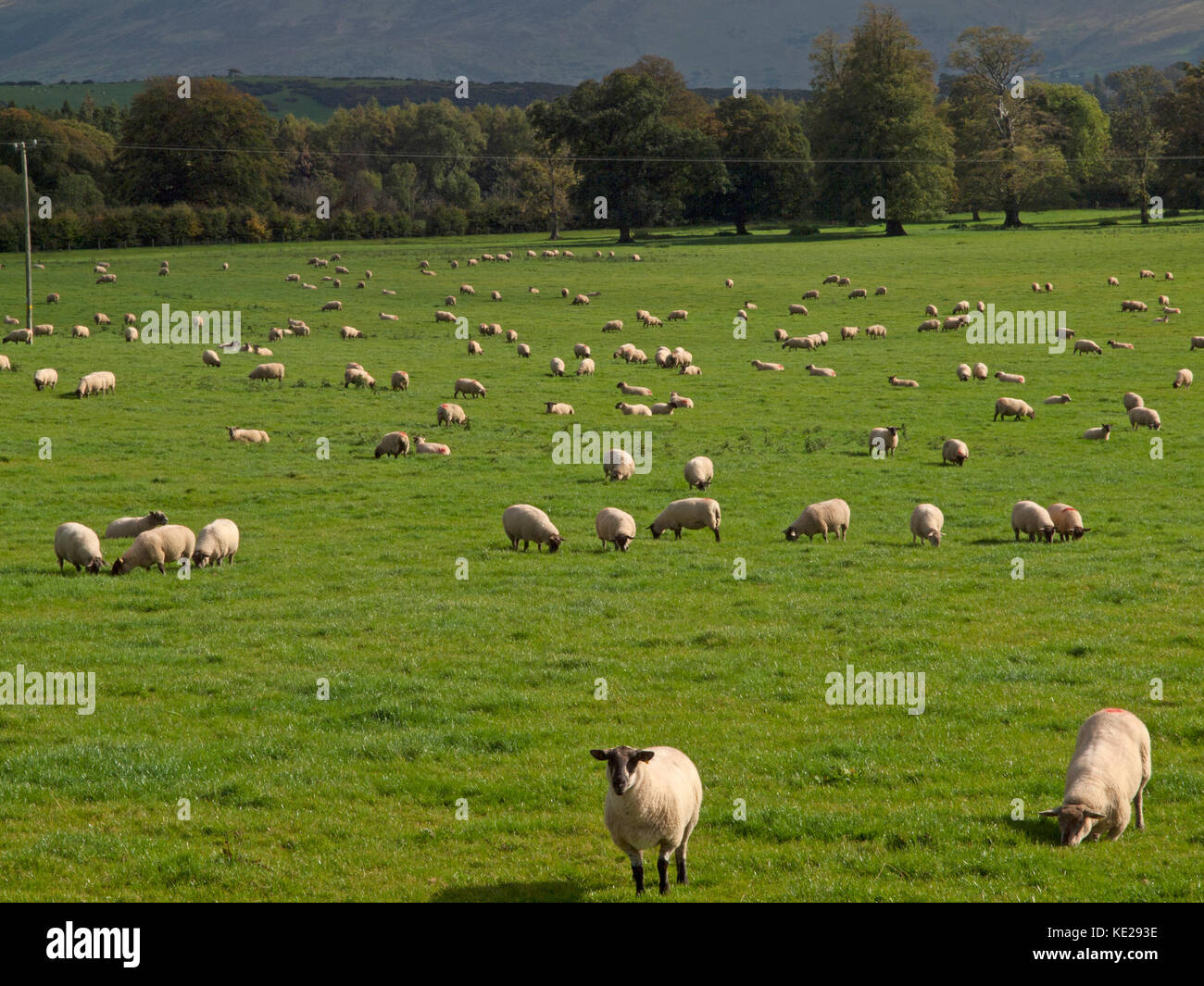 Sheep graze in the green Irish countryside Stock Photo