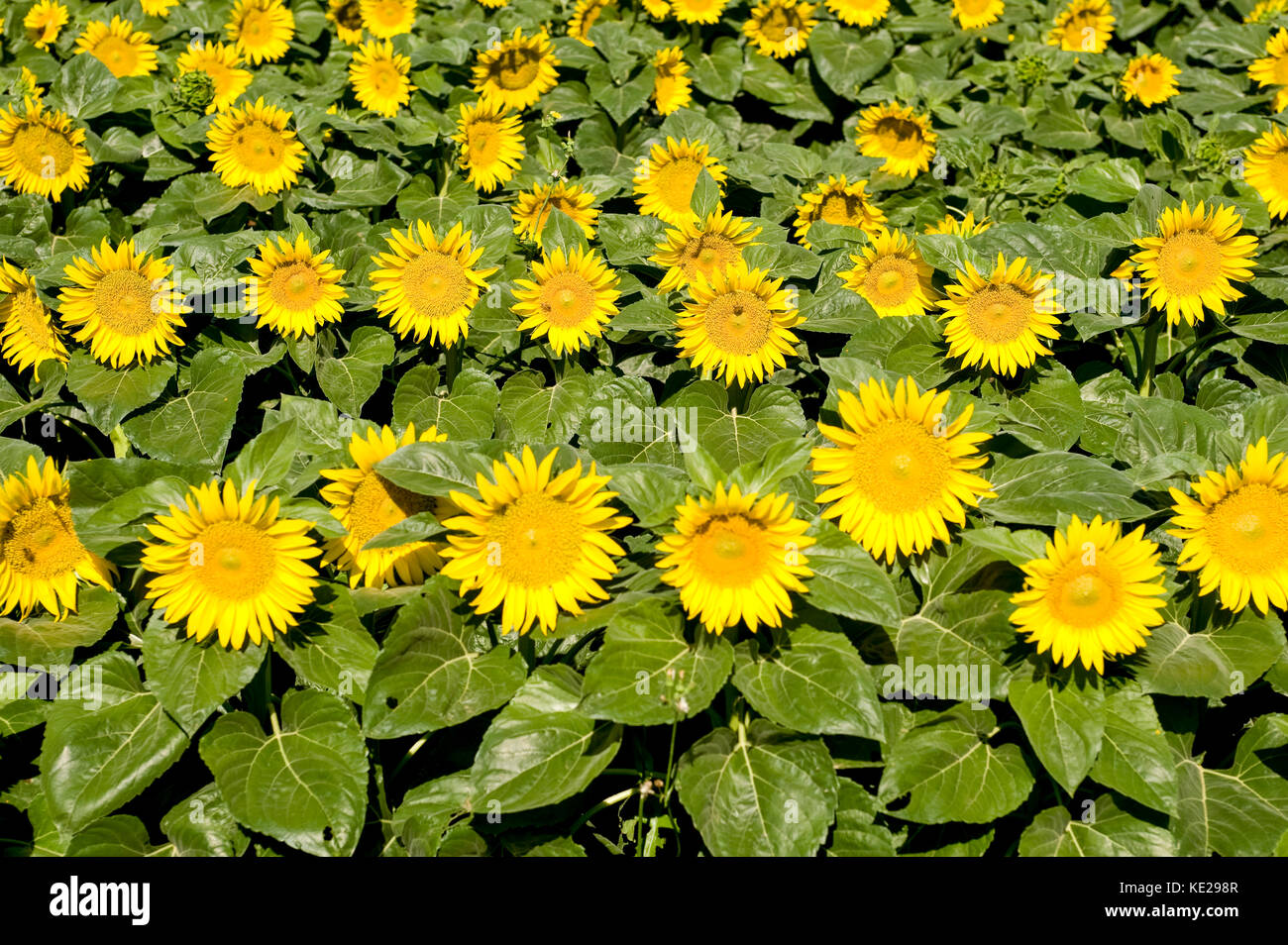 BLOOMING SUNFLOWERS IN TEXAS FIELD Stock Photo Alamy