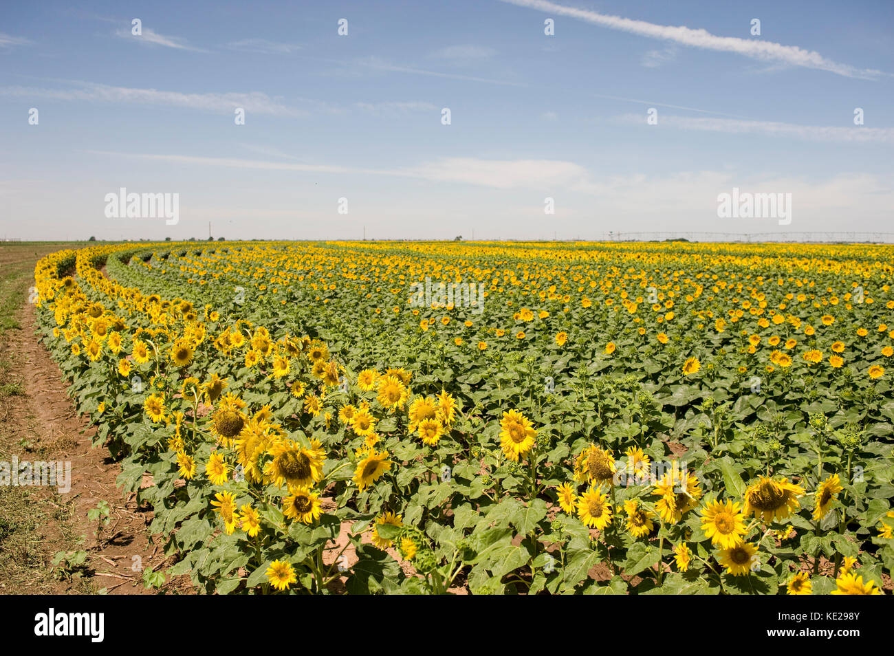 DWARF SUNFLOWERS GROWN FOR SEED WITH TALLER POLLINATOR ROWS Stock Photo