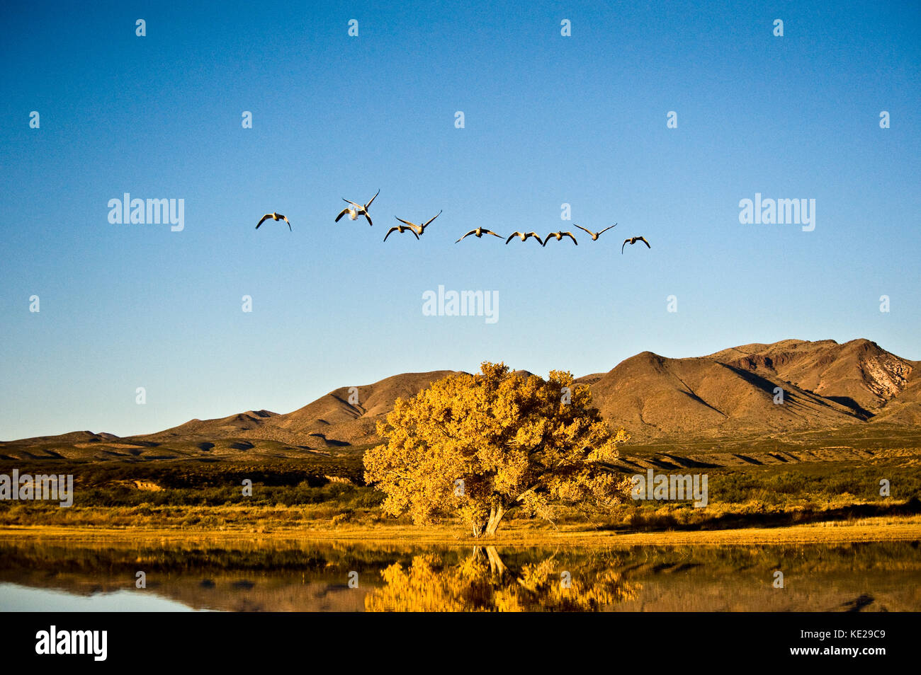 SNOW GEESE IN FLIGHT WITH GOLDEN TREE AND MOUNTAIN REFLECTING IN WATER Stock Photo