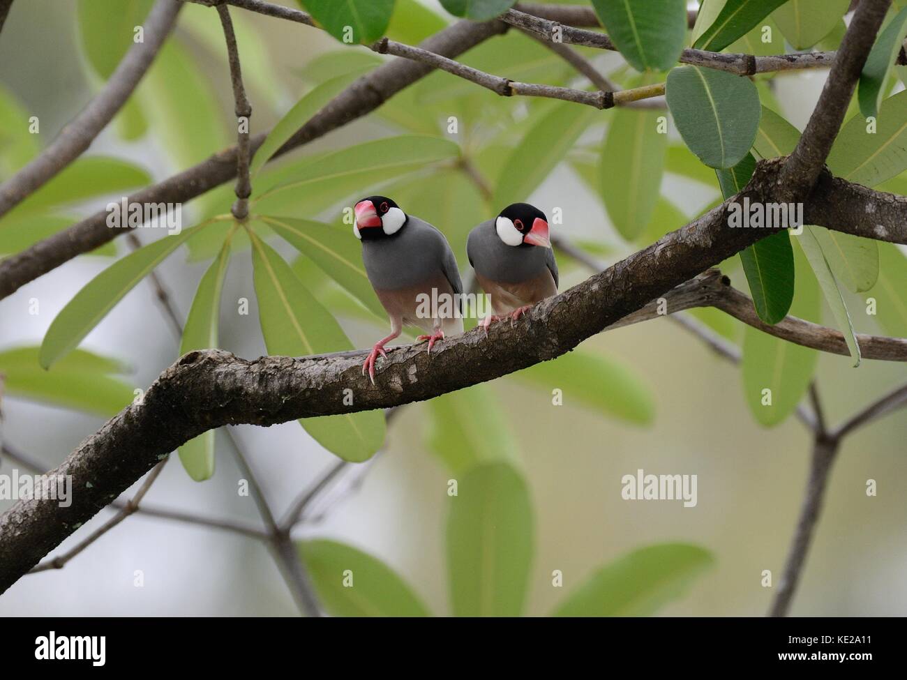 Beautiful java sparrow bird hi-res stock photography and images - Alamy