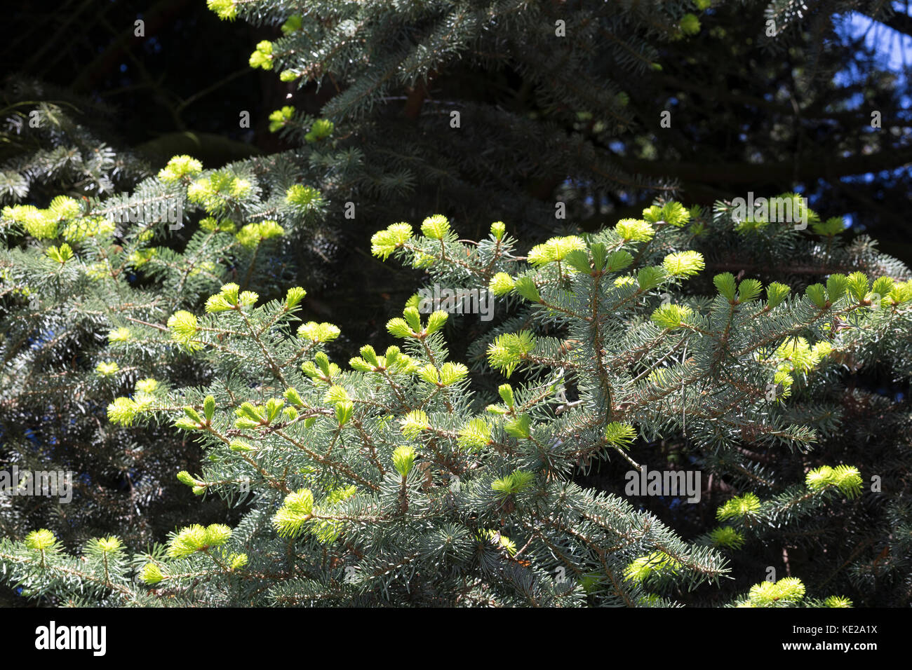 Griechische Tanne, Kefalonische Tanne, Abies cephalonica, Abies alba subsp. cephalonica, Greek fir, Grecian fir, Le sapin de Céphalonie Stock Photo