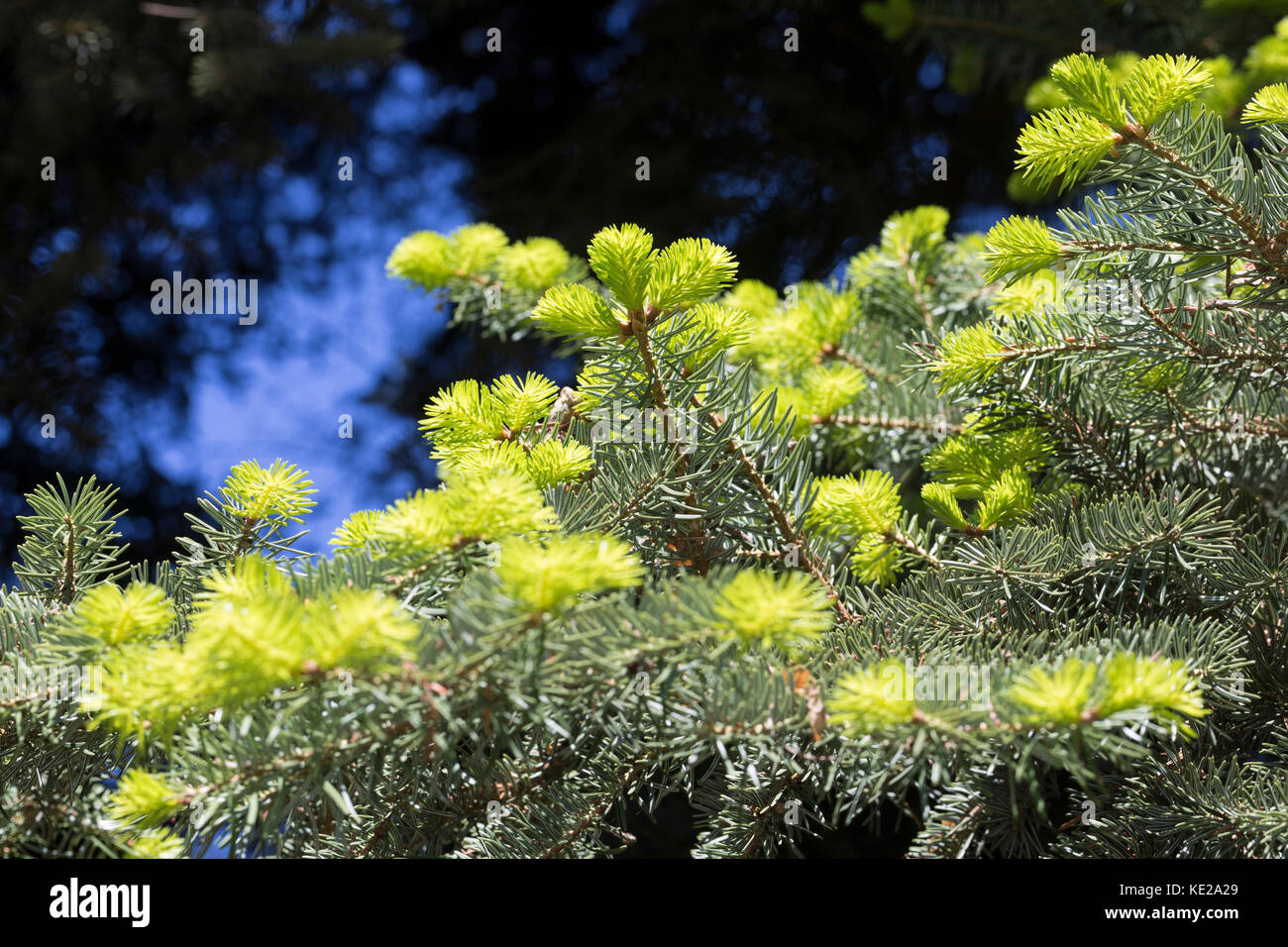Griechische Tanne, Kefalonische Tanne, Abies cephalonica, Abies alba subsp. cephalonica, Greek fir, Grecian fir, Le sapin de Céphalonie Stock Photo