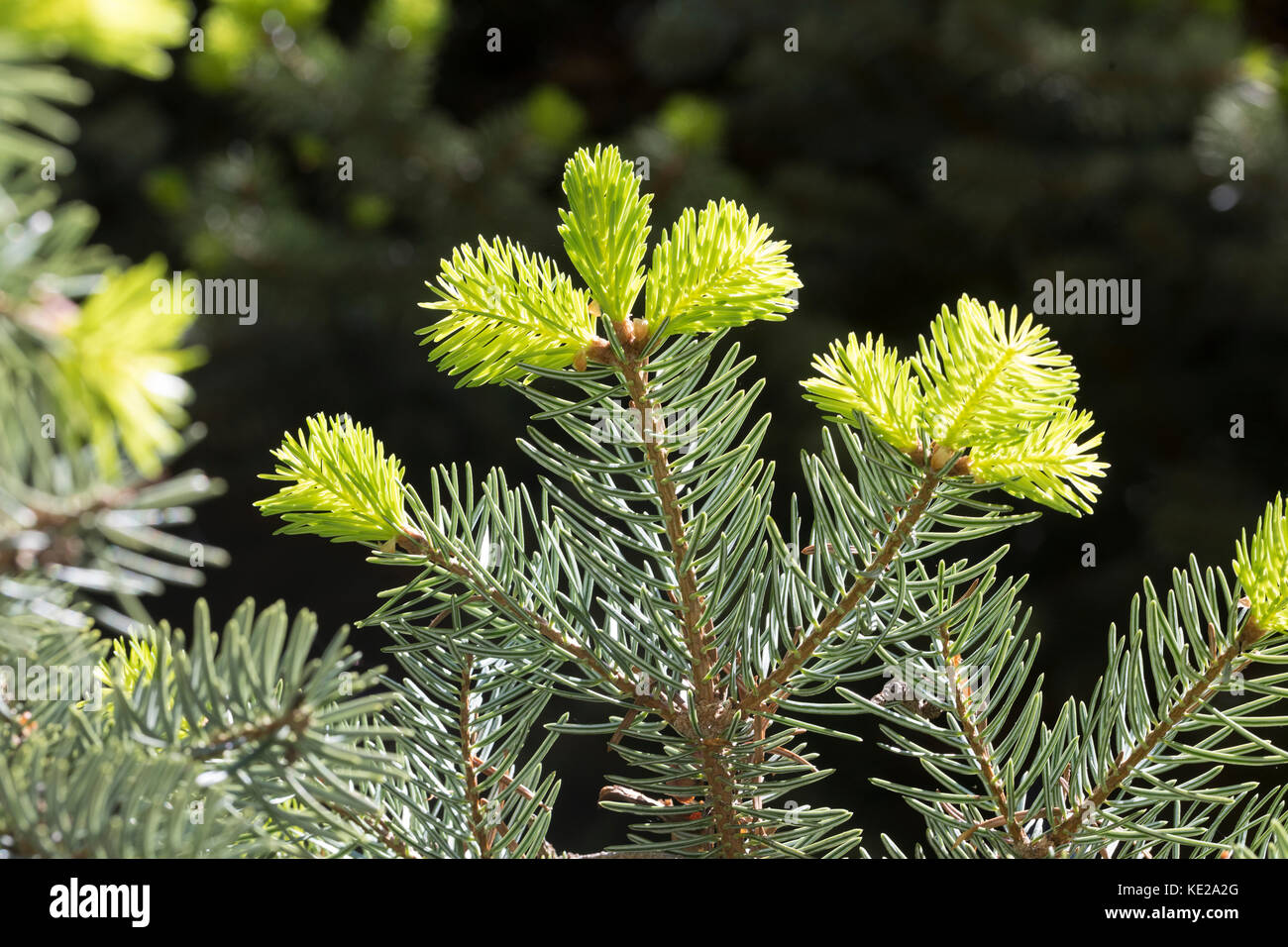 Griechische Tanne, Kefalonische Tanne, Abies cephalonica, Abies alba subsp. cephalonica, Greek fir, Grecian fir, Le sapin de Céphalonie Stock Photo