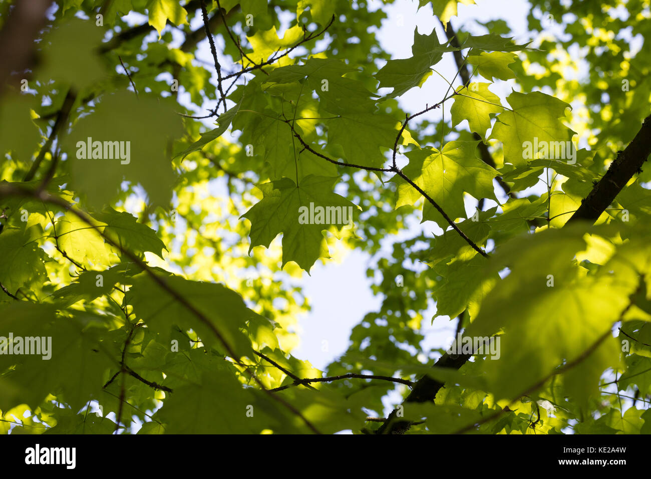 Zucker ahorn hi-res stock photography and images - Alamy