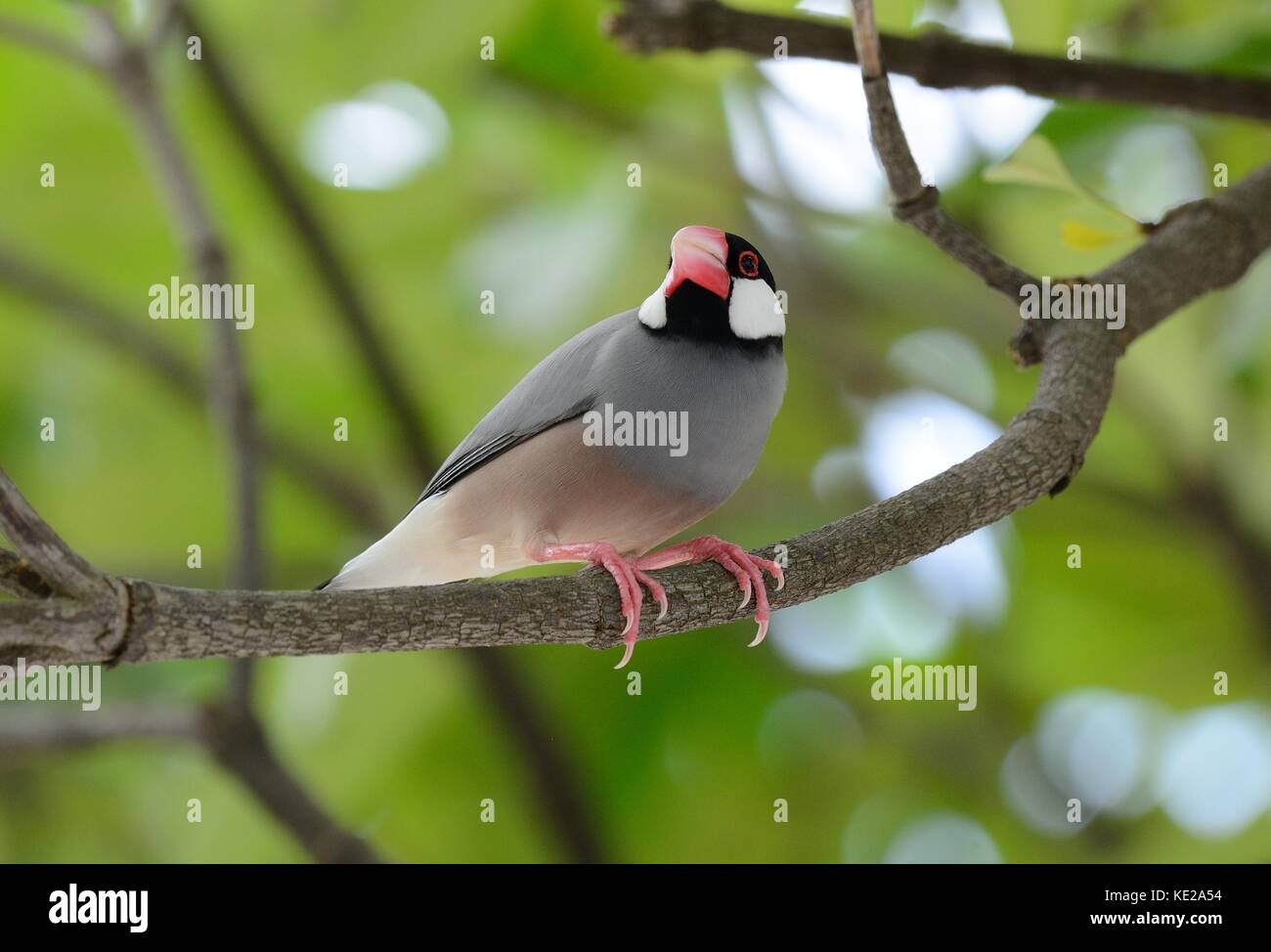 beautiful Java Sparrow (Lonchura oryzivora) feeding on ground Stock ...
