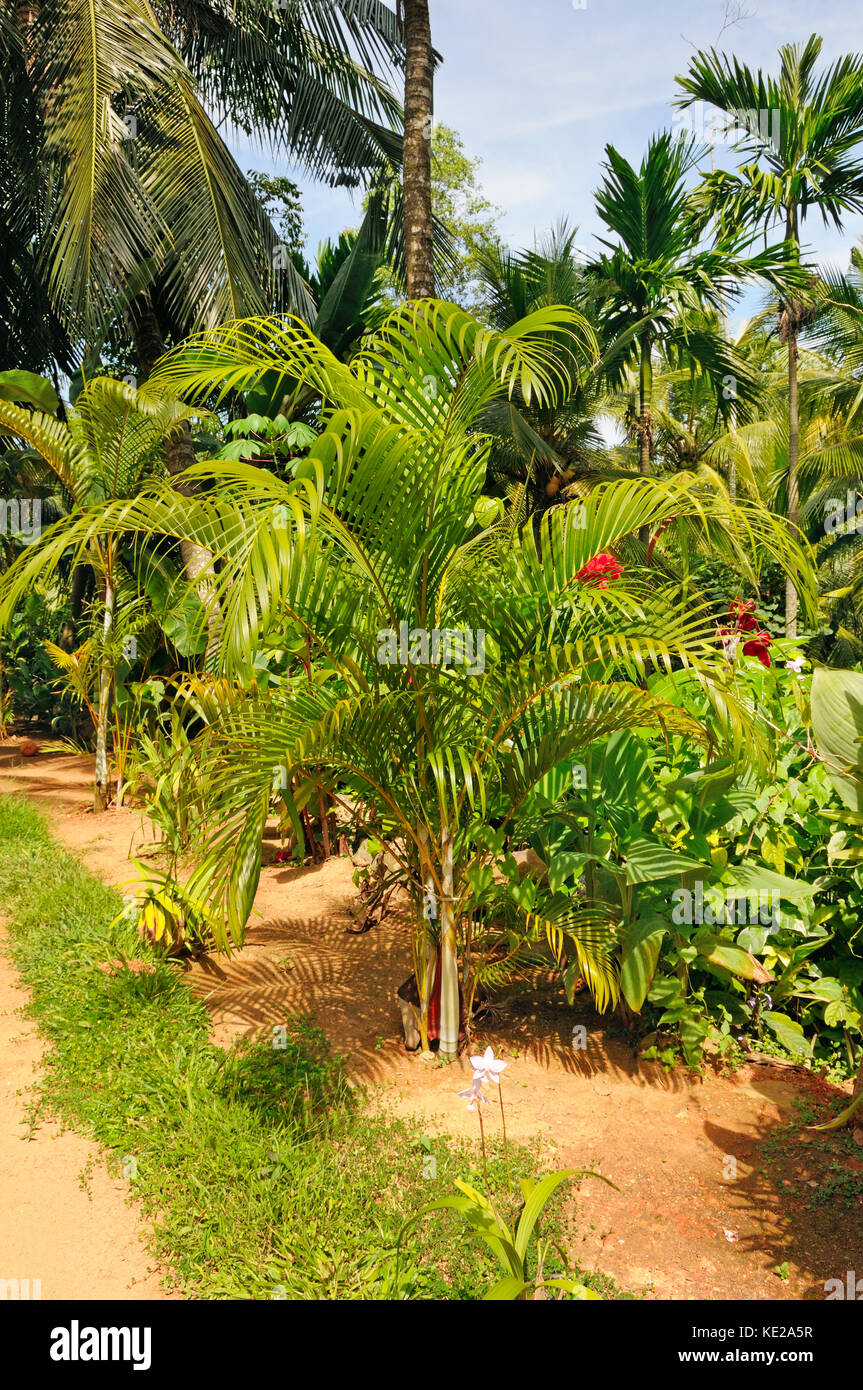 tropical garden with palm trees and flower beds Stock Photo Alamy
