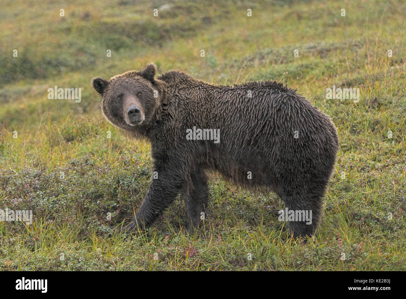 Grizzly Bear in the Rain in the Tundra in Denali National Park in Alaska Stock Photo
