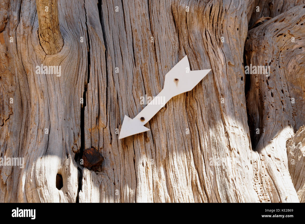 An arrow points to the remains of a bullet from the 1886 revolt lodged in an ancient cyprus tree in the courtyard of the Arkadi Monastery, Crete. Stock Photo