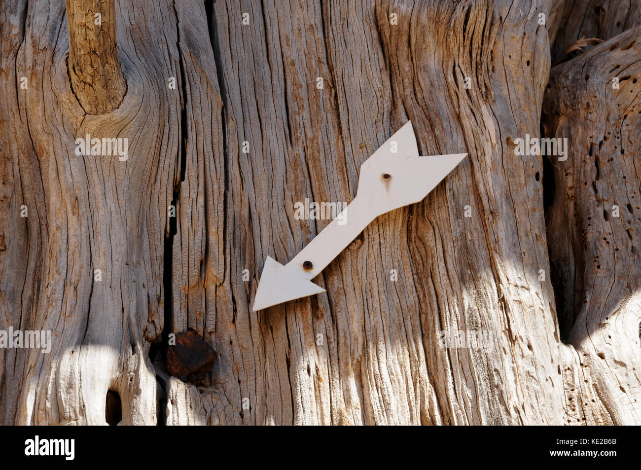 An arrow points to the remains of a bullet from the 1886 revolt lodged in an ancient cyprus tree in the courtyard of the Arkadi Monastery, Crete. Stock Photo