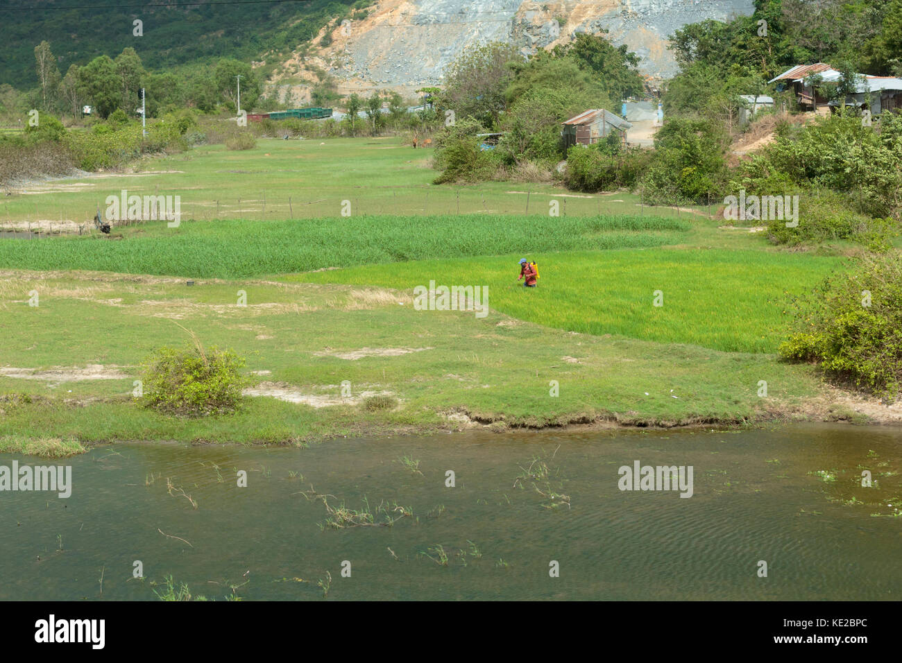 Taking care of rice business. Stock Photo