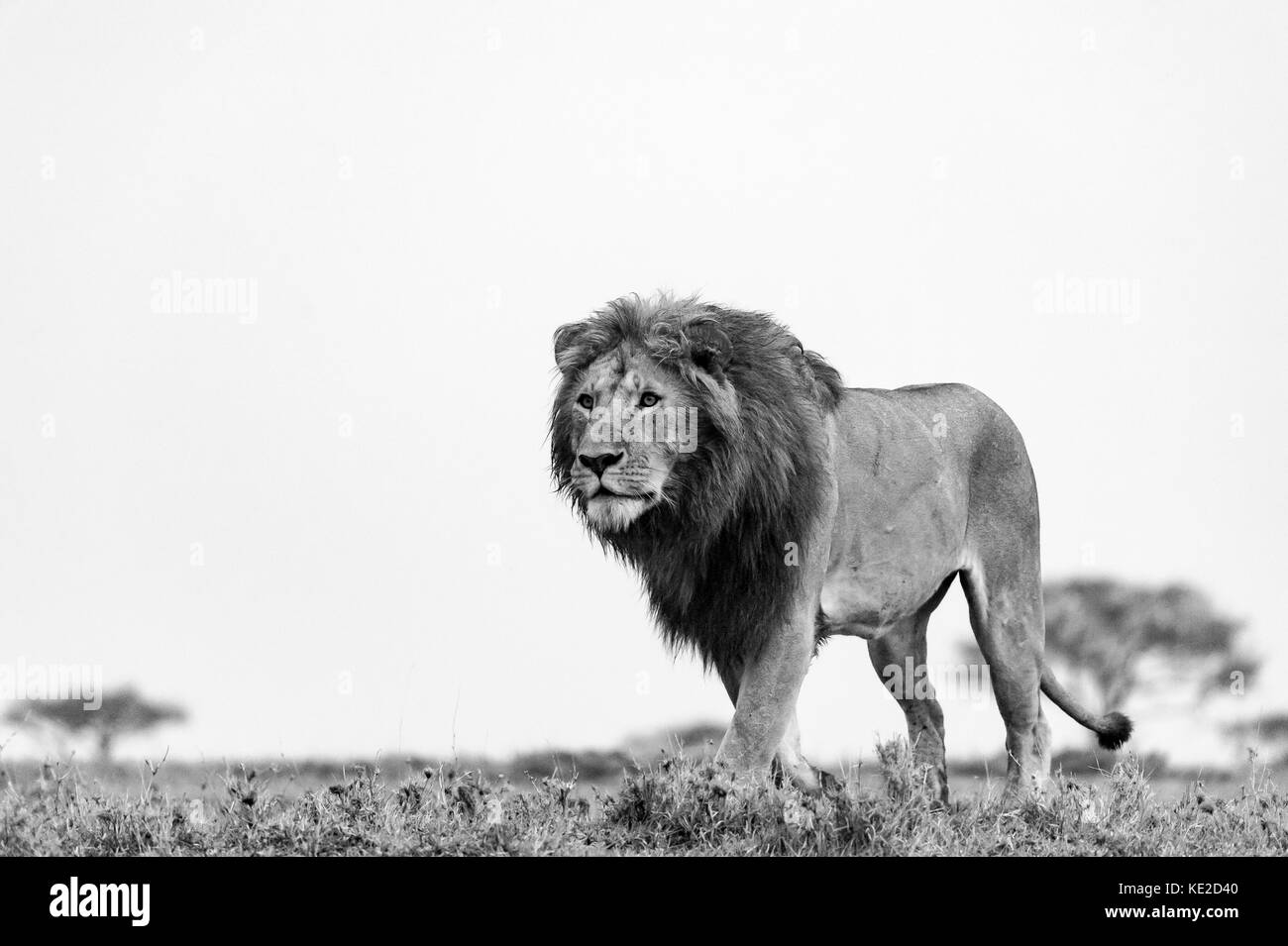 Male lion in the Masai Mara, Kenya Stock Photo