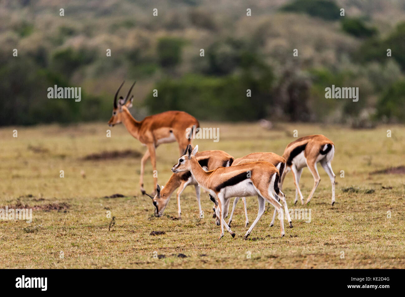 Thomsons Gazrllr in the Masai Mara, Kenya Stock Photo - Alamy