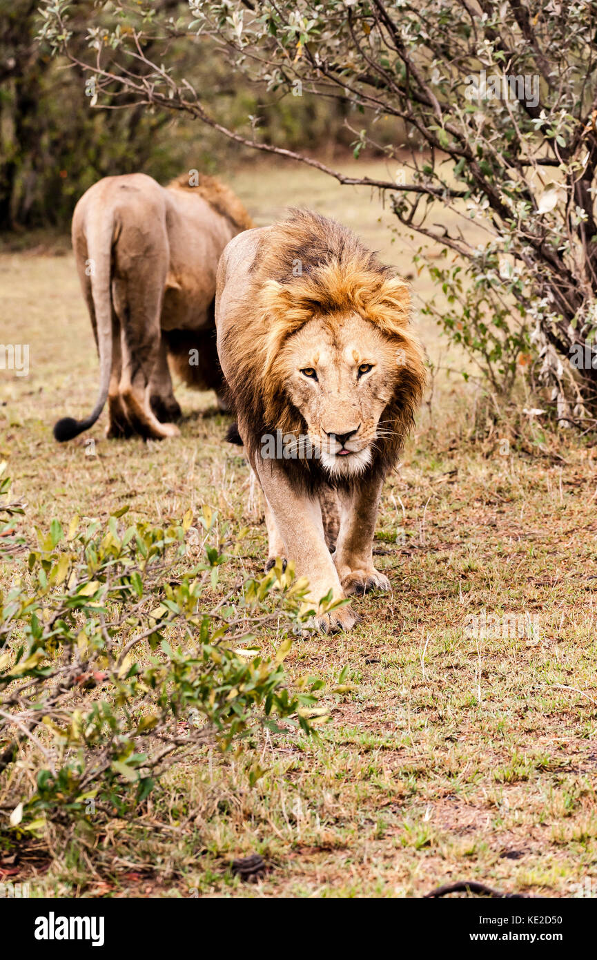 Male lion in the Masai Mara, Kenya Stock Photo