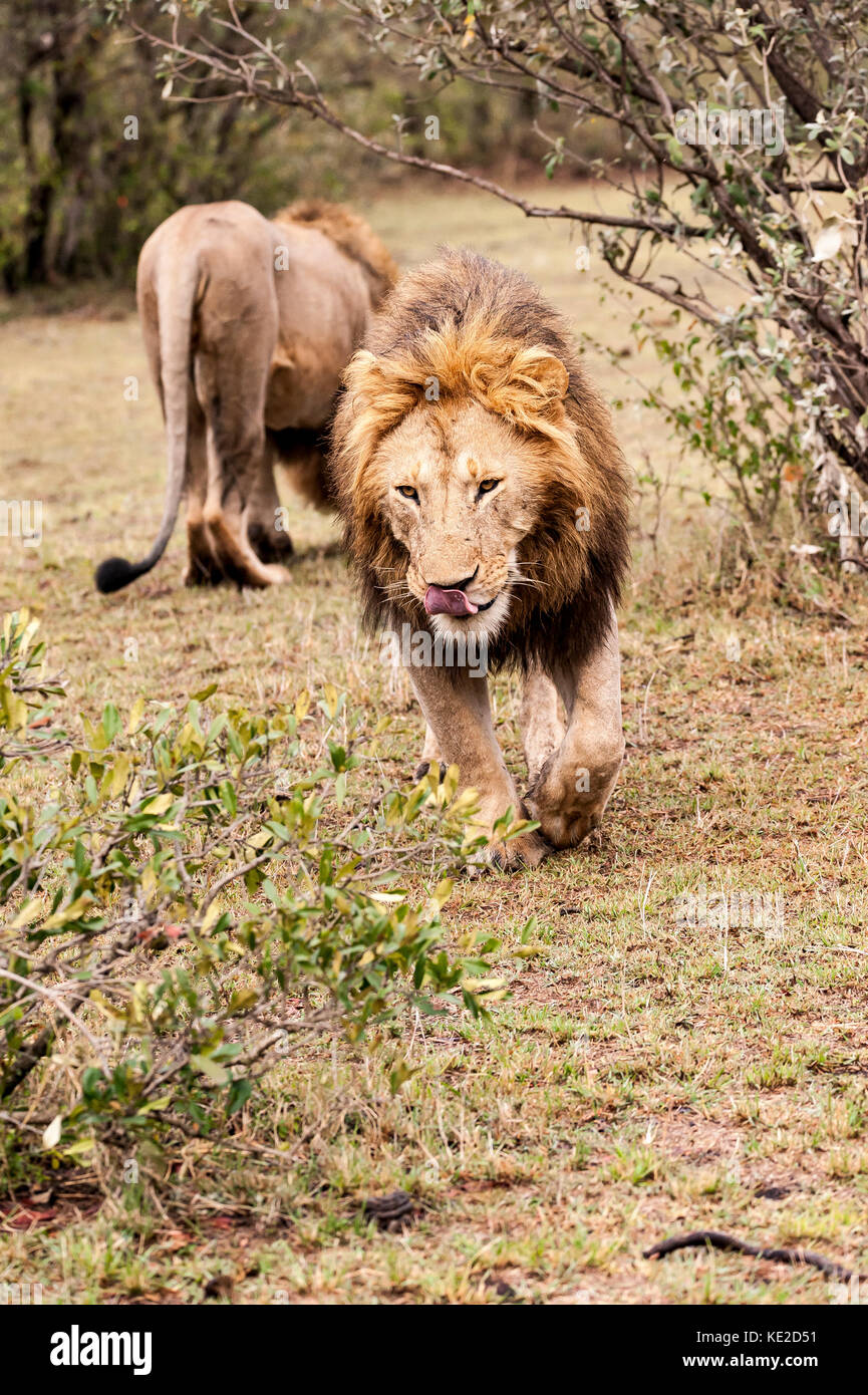 Male lion in the Masai Mara, Kenya Stock Photo - Alamy