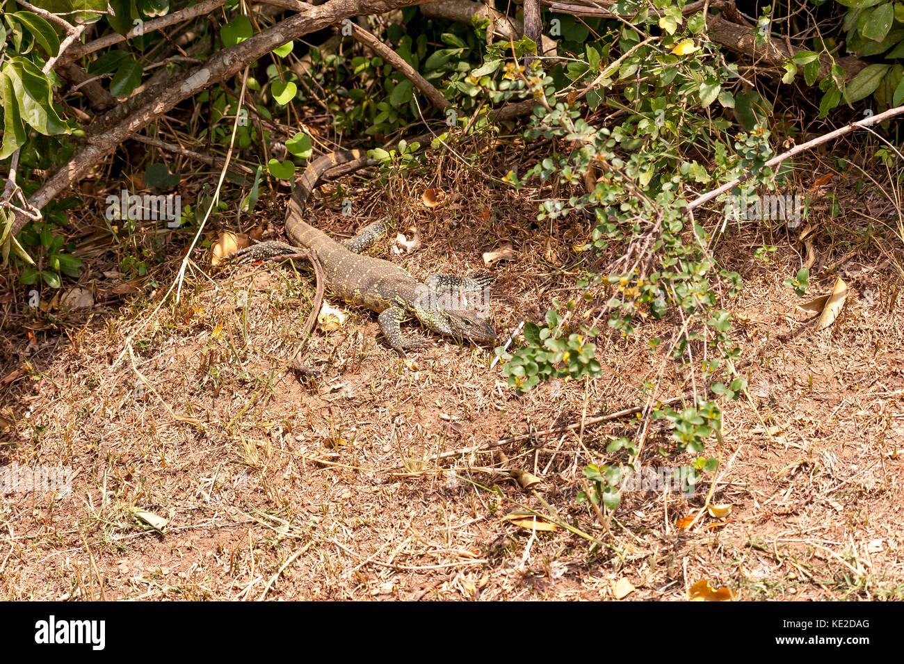 Monitor Lizard in the Masai Mara, Kenya Stock Photo Alamy