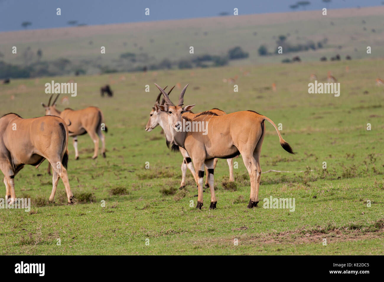 The Common Eland in the Masai Mara, Kenya Stock Photo