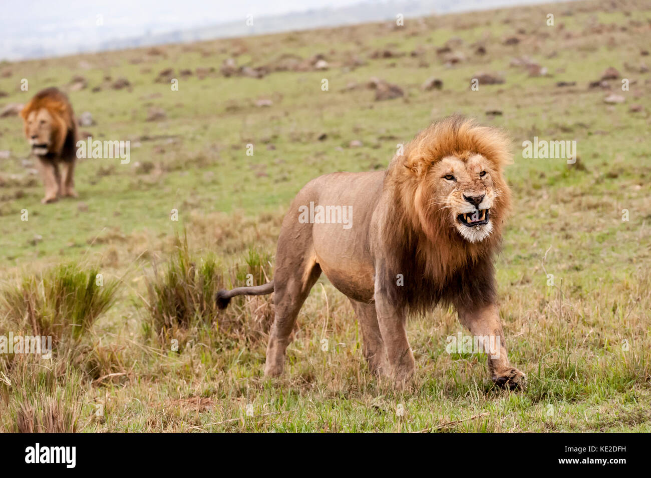 Male lion in the Masai Mara, Kenya Stock Photo - Alamy