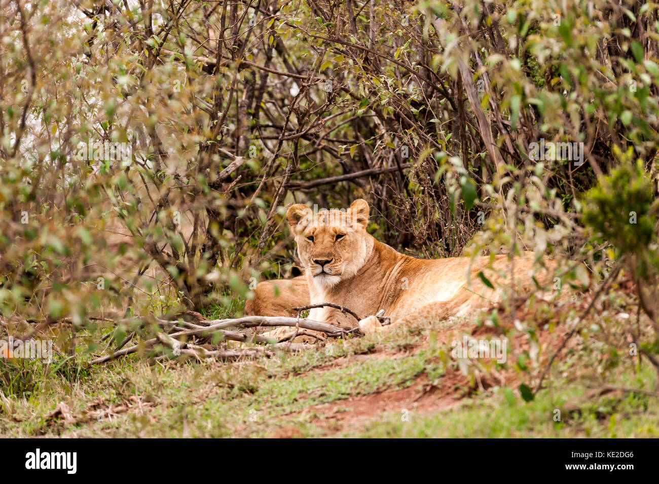 Male lions having a rest in the Maasai Mara National Reserve Stock ...