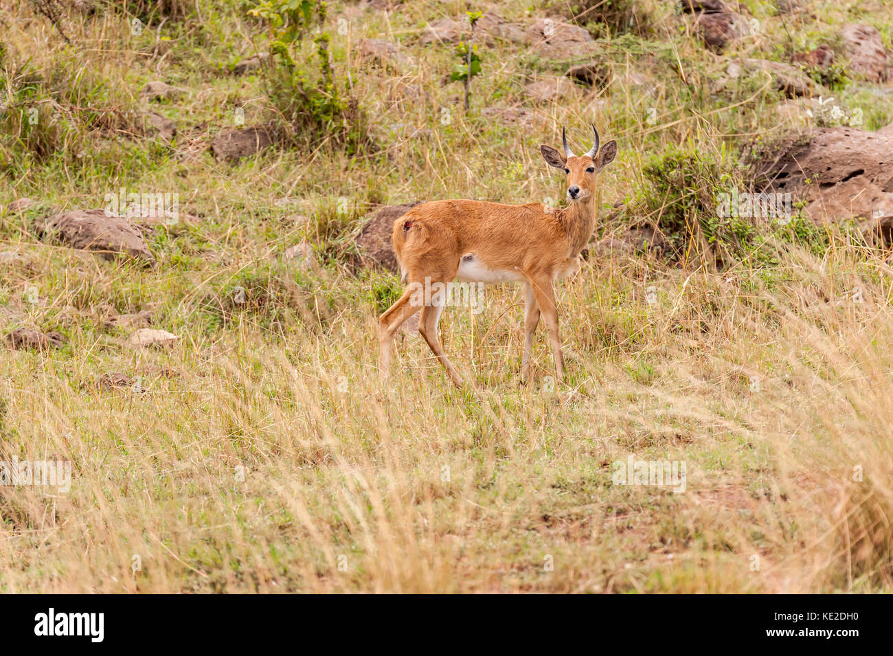 A Oribi antelope in the Maasai Mara National Reserve Stock Photo