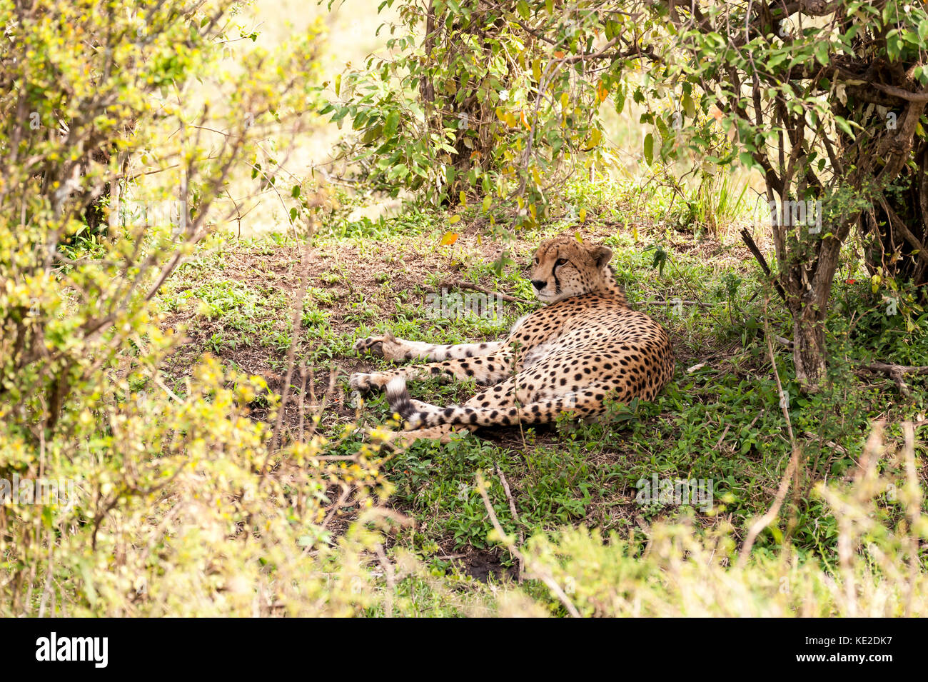 A Cheetah having a rest in the Maasai Mara National Reserve Stock Photo