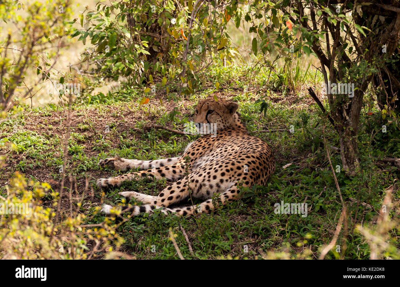 A Cheetah having a rest in the Maasai Mara National Reserve Stock Photo