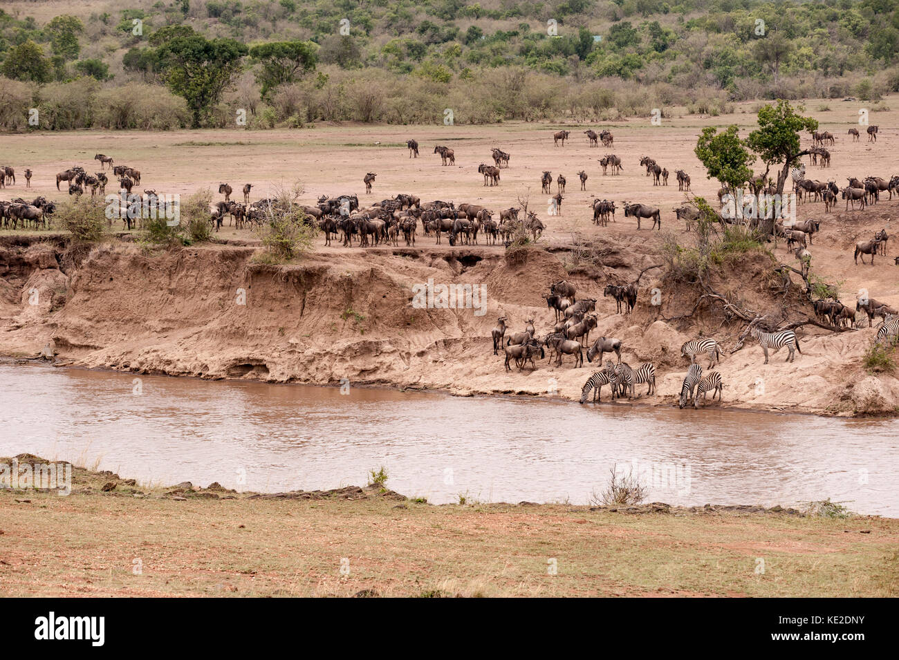 Zebra and Widebeest on the Great Animal migration in the  Maasai Mara National Reserve Stock Photo