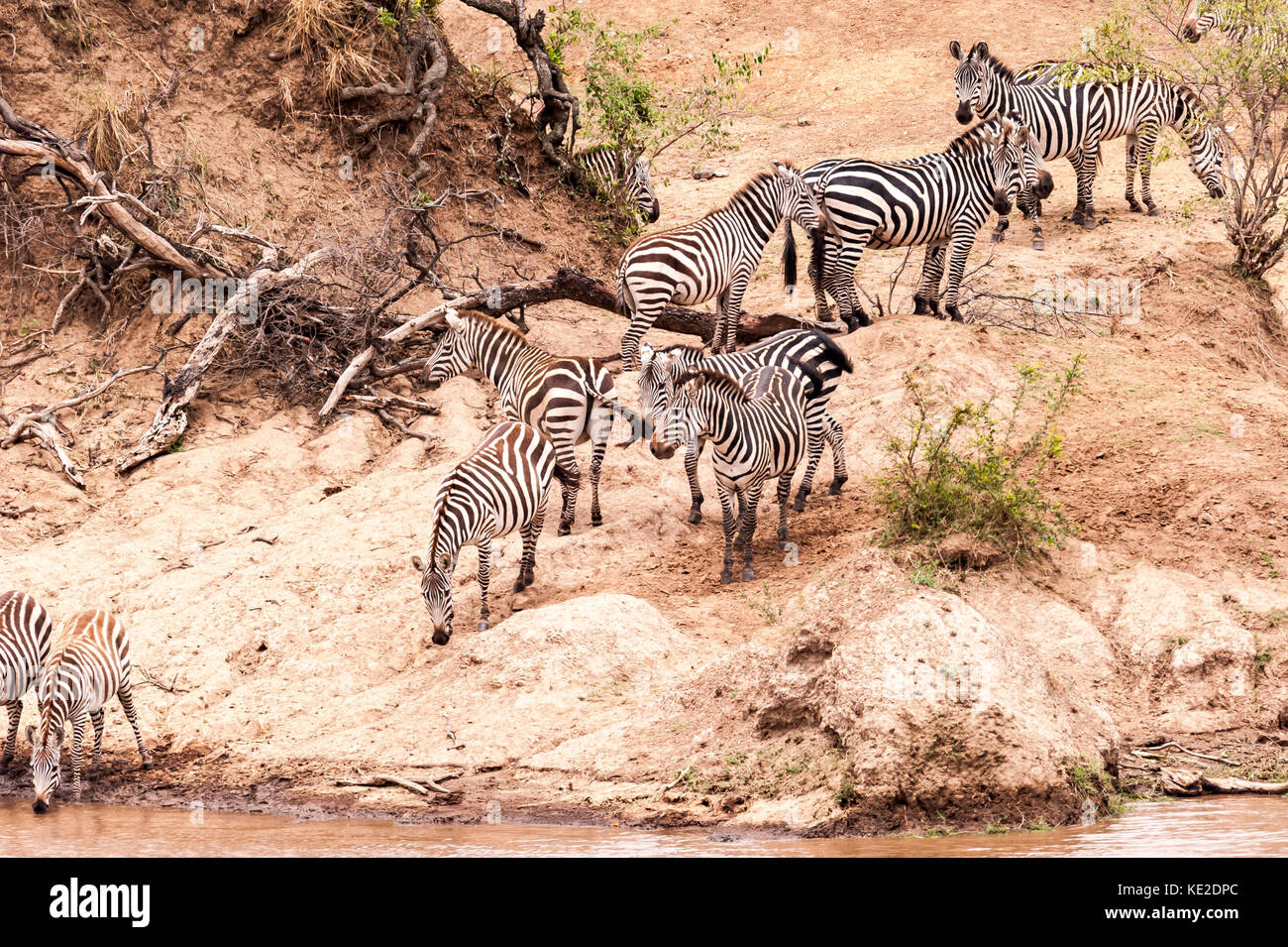 Zebra on the Great Animal migration in the  Maasai Mara National Reserve Stock Photo