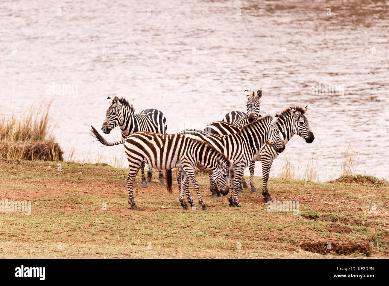 Zebra on the Great Animal migration in the  Maasai Mara National Reserve Stock Photo