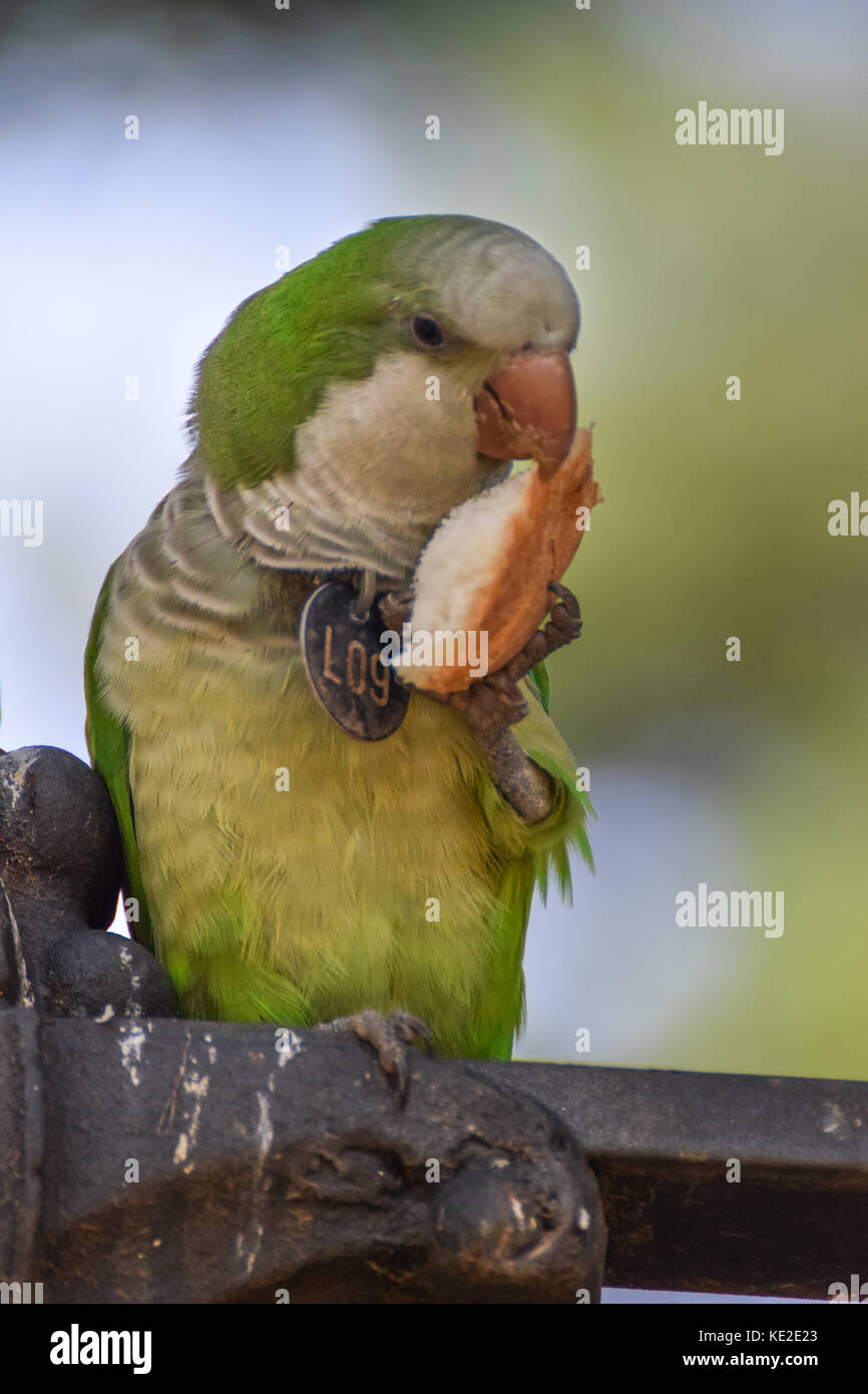 Monk parakeet bird eating bread in Barcelona, Spain Stock Photo Alamy