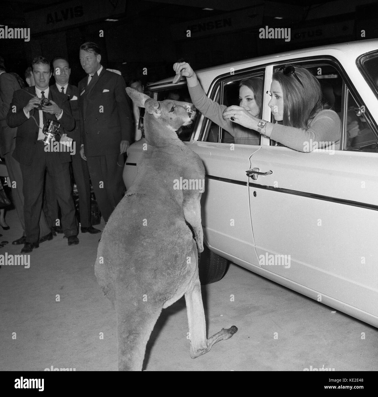 Models pose with a kangaroo on the Chrysler stand at the London Motor Show at Earls Court 18th October 1966. Stock Photo