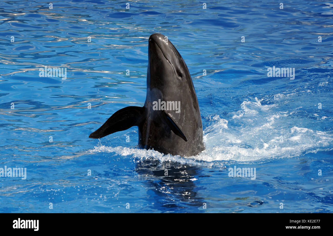 Black dolphin hi-res stock photography and images - Alamy
