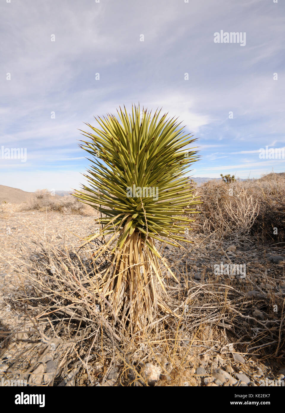 Desert vegetation typical for Southern Nevada, USA Stock Photo Alamy
