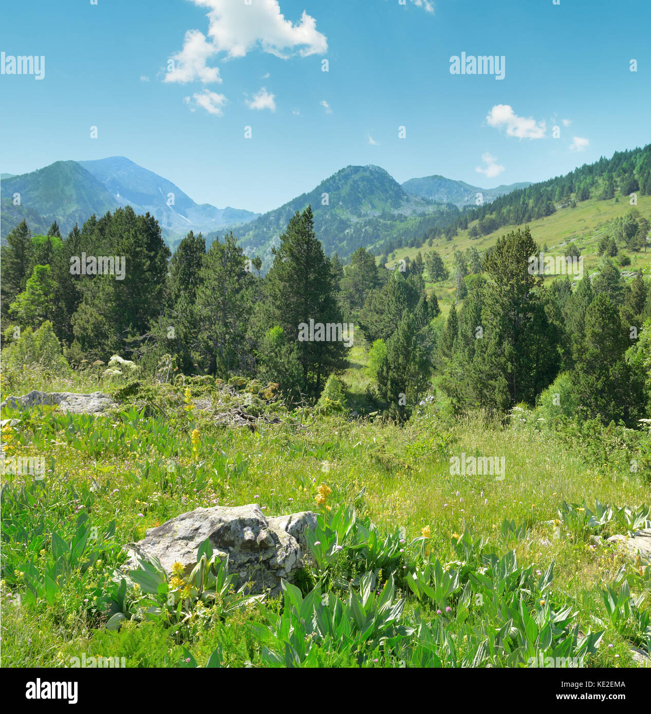 Beautiful pine trees on background high mountains Stock Photo - Alamy