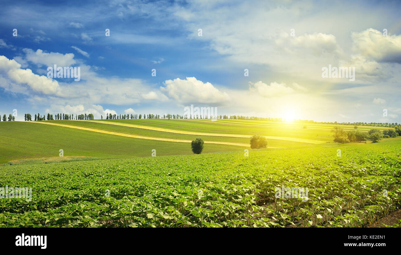 sunrise over a sunflower field Stock Photo - Alamy