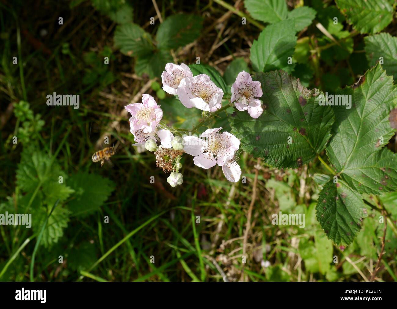 A bee pollinating wild blackberry flowers in Surrey England Stock Photo