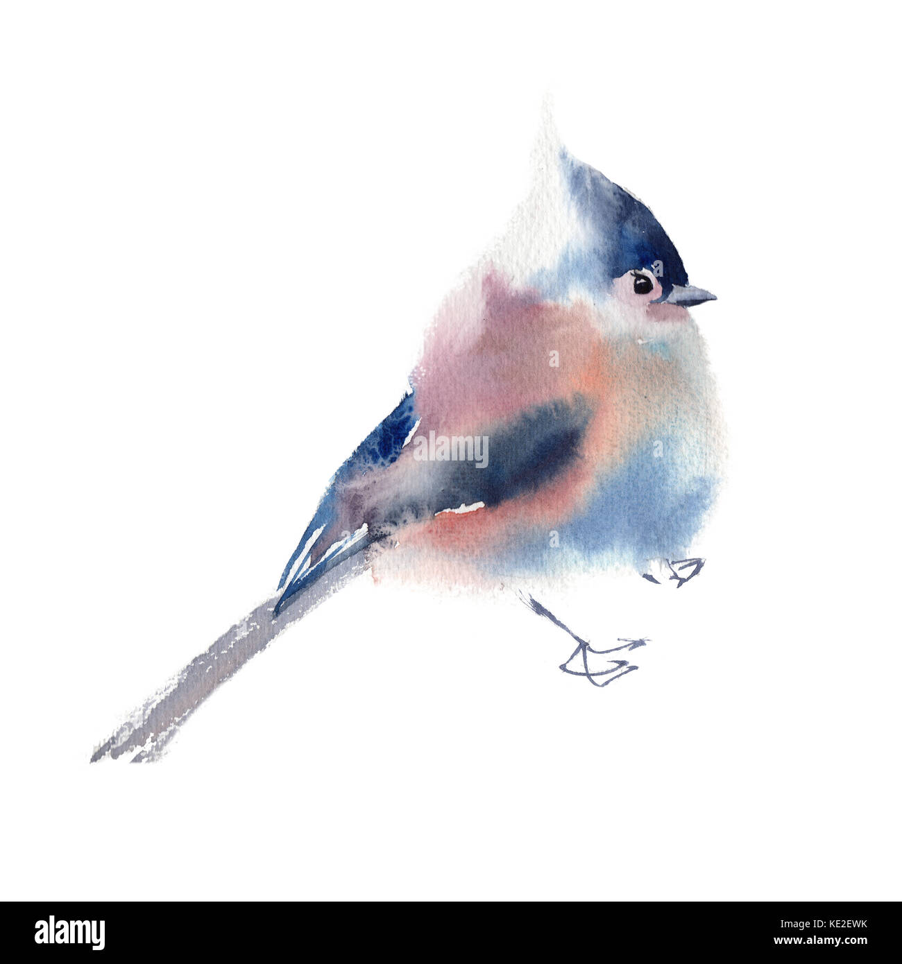 Winter fluffy soft bird hand drawn watercolor Stock Photo