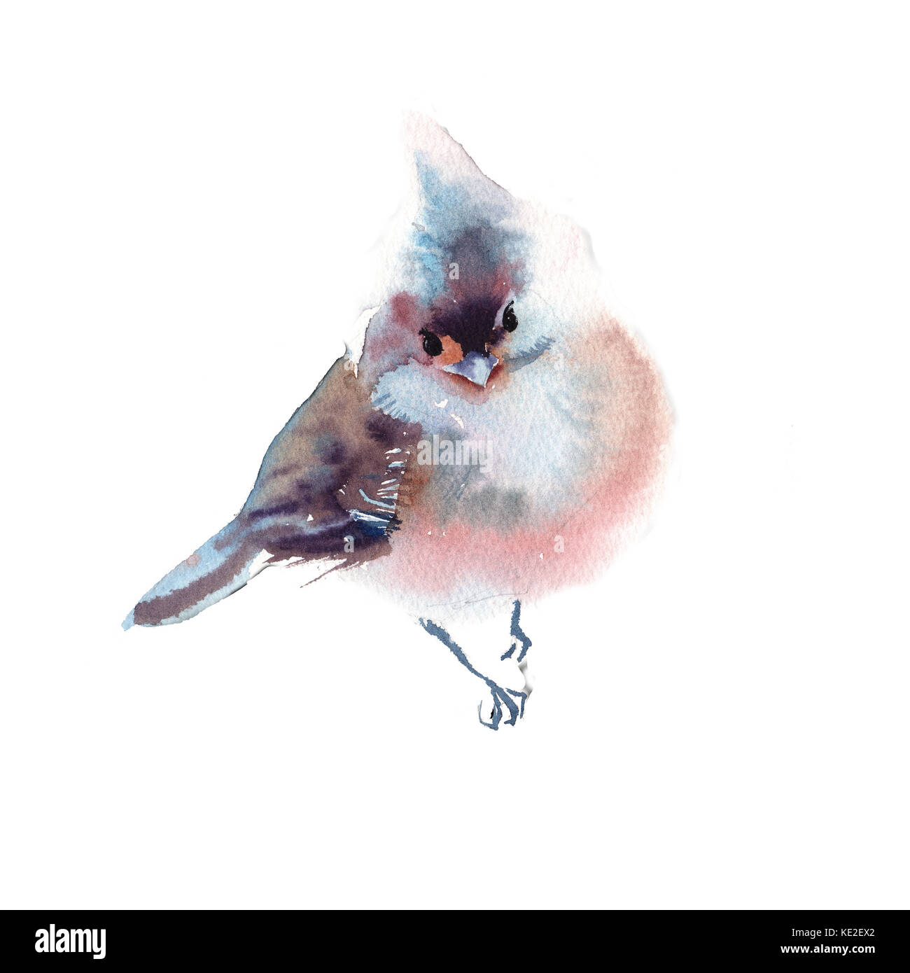 Winter fluffy soft bird hand drawn watercolor Stock Photo