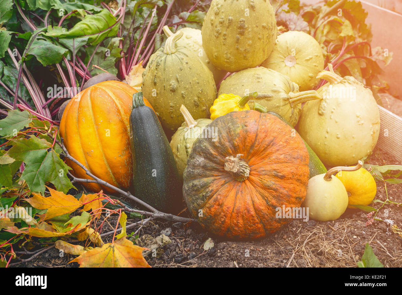 Beautiful mixed colors of ripe pumpkins lying on the grass on the ...